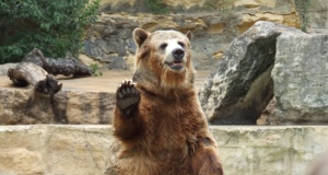 A ‘grizzly’ scene: Democrat senators devour DeVos DeVos