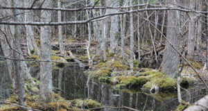 Ethicsgate: 3 takeaways from D.C.’s swampy debacle ethicsgate