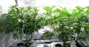 Arkansas medical marijuana efforts favoring the rich Arkansas medical marijuana