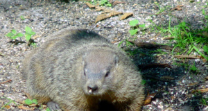 Groundhog Day to feature sexual harassment findings: A timeline Groundhog Day