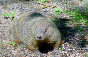 Groundhog Day to feature sexual harassment findings: A timeline Groundhog Day