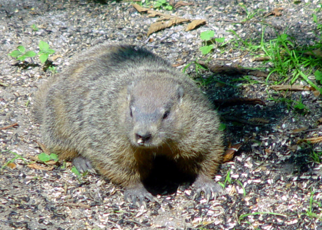 Groundhog Day