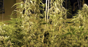 Democrats author medical marijuana legislation medical marijuana legislation