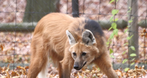March Mammal Madness: The cure for b-ball boredom Mammal Madness