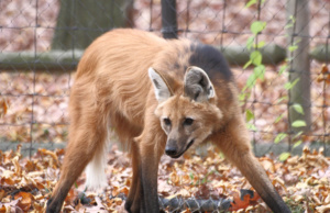 March Mammal Madness: The cure for b-ball boredom Mammal Madness