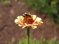 Honeyguise: ‘We never knew it would start with the bees’ bees