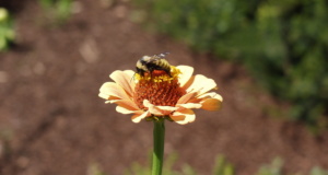 Honeyguise: ‘We never knew it would start with the bees’ bees