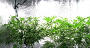 420: No longer just for stoners as weed politics grow 420