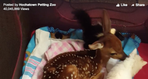 Hochatown Petting Zoo video viewed 40 million times Hochatown Petting Zoo
