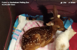 Hochatown Petting Zoo video viewed 40 million times Hochatown Petting Zoo