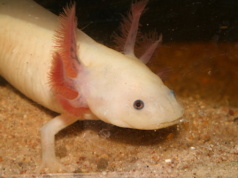 AP report: Gerrymandering heavily favors GOP gerrymandering