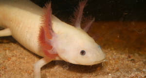 AP report: Gerrymandering heavily favors GOP gerrymandering