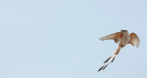 Letter: Could #okleg find scissortail bipartisanship? Scissortail