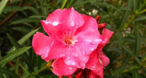 Metamorphoses: ‘Let rivers of ink flow down pages’ Metamorphoses