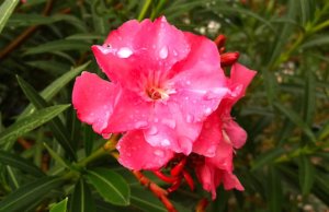 Metamorphoses: ‘Let rivers of ink flow down pages’ Metamorphoses