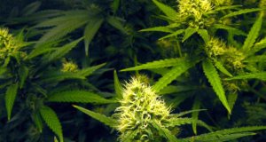 Fallin sets medical marijuana for 2018 primary ballot medical marijuana