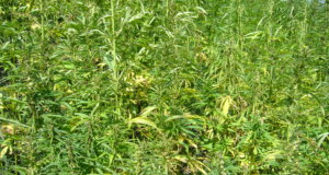 Industrial hemp pilot program awaits House vote Industrial hemp pilot program