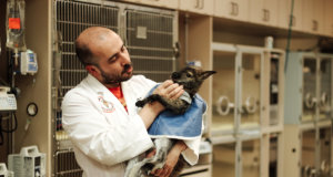 Overnight at the OSU Veterinary Medical Hospital Veterinary Medical Hospital