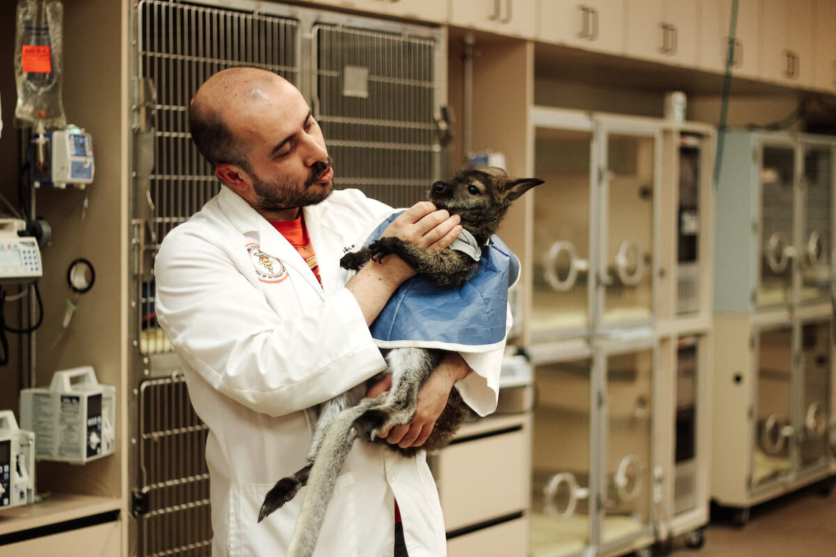 Veterinary Medical Hospital