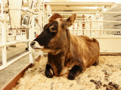 Bill eliminating capital gains deduction stalled in House capital gains