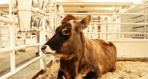 Bill eliminating capital gains deduction stalled in House capital gains