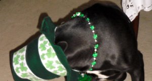 St. Patrick’s Day 2018: An OKC metro guide St. Patrick's Day 2018