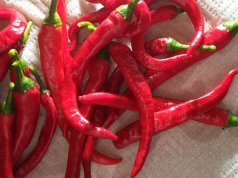 A humorous Kenyan tale: ‘I fear pepper, and here’s why’ pepper