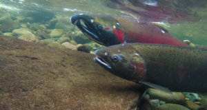 Under Trump, federal agencies halt reviews of pesticides toxic pesticides