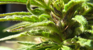 Lawyer: Medical marijuana restrictions could burn cities marijuana lawsuits