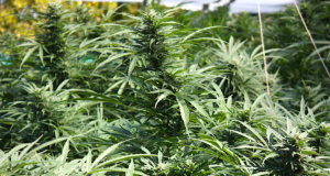 MMJ nuggets: Cities make moves, Fallin says special session ‘would be premature’ medical marijuana special session