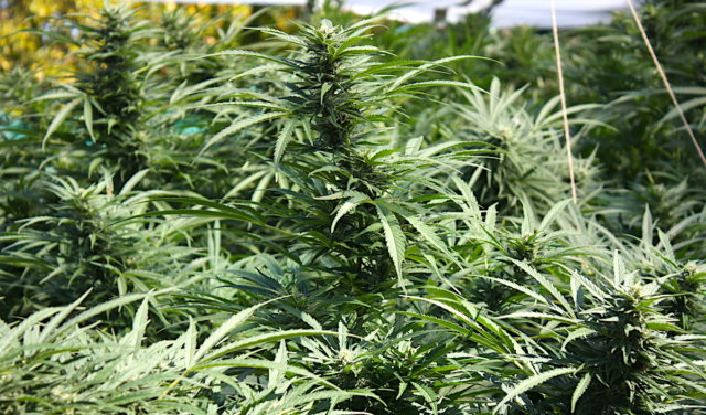 medical marijuana special session