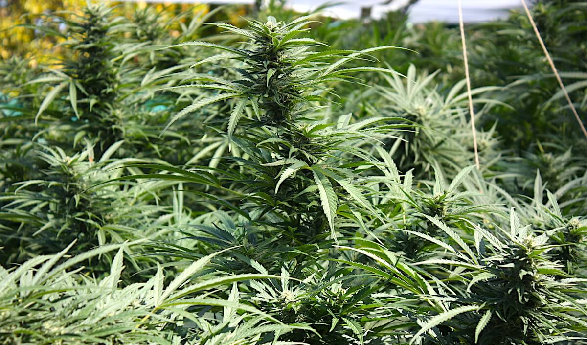 medical marijuana special session