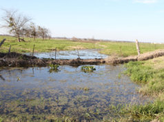 New definition of federally regulated waters encourages OK farmers