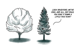 The Bradford Pear needs to tone it down Bradford Pear