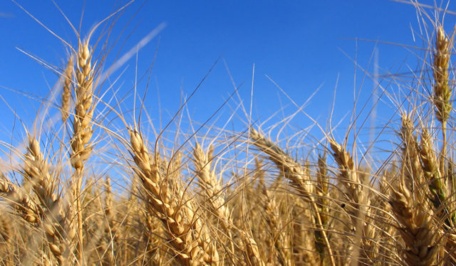 Oklahoma farmers