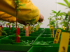 Reclassify marijuana? FDA seeking comments on cannabis cannabis