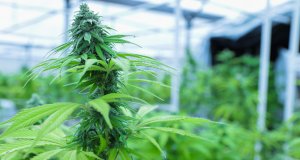 Poll: A year later, Oklahomans still like medical marijuana medical marijuana