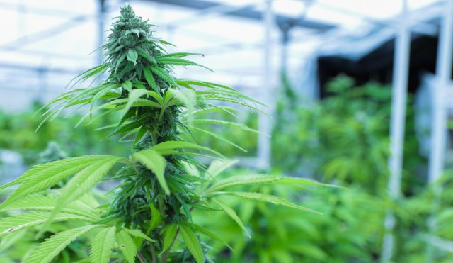 medical marijuana