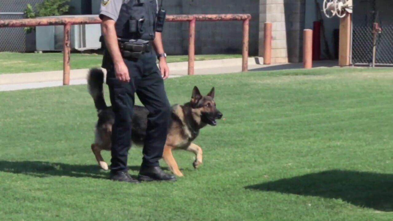 K-9 unit