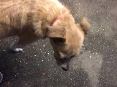 Of dogs and cheese in a Tuscan laundromat Tuscan laundromat