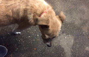 Of dogs and cheese in a Tuscan laundromat Tuscan laundromat