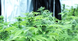 SQ 820: Recreational marijuana set for March ballot SQ 820, recreational marijuana initiative petition