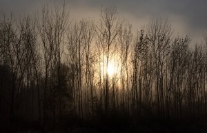 ‘We must act’: Earth Day in the time of pandemic Earth Day