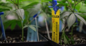 Seed to sale a go but opportunities to improve it abound seed-to-sale