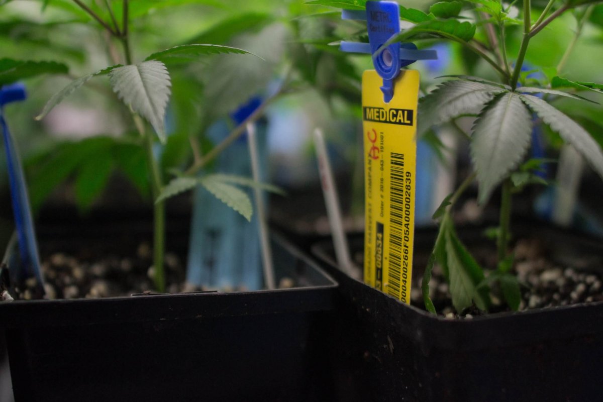 seed-to-sale