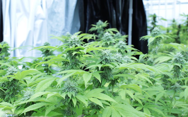 IMG_0507 black market marijuana