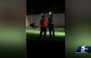 In a human habitat, the Norman bear lost his dominion Norman bear