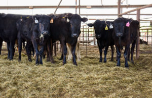 Rep. Frank Lucas, others seek release of DOJ cattle industry investigation report cattle, Frank Lucas