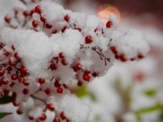 Finding hope and help amid holiday heartache holiday heartache