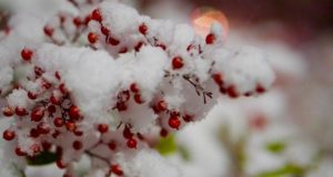 Finding hope and help amid holiday heartache holiday heartache